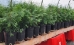 White cedar (Thuja occidentalis) (Arborvitae) - CWC1A-A61