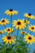 Yellow Coneflower - wfycfa2