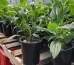 Yellow Coneflower - wfycfa2