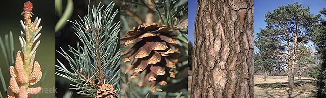 Scotch Pine (Pinus sylvestris East anglian) Scotch Pine, Scotch