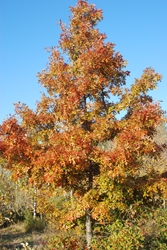 Pin Oak (Quercus ellipsoidalis) 