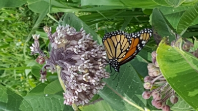 Common Milkweed (Asclepias syriaca) 