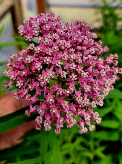 Swamp Milkweed (Asclepias incarnata) 