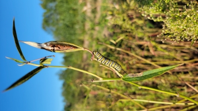 swamp milkweed seeds 