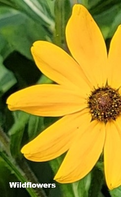 Wild Flowers
